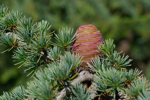 Blue Atlas Cedar