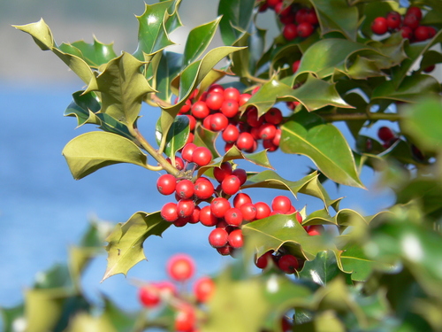 China Holly