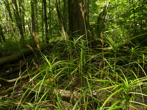Palm Sedge