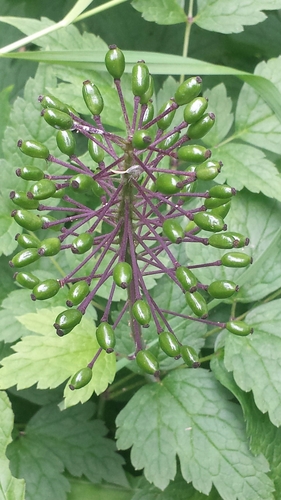 Black Cohosh, Bugbane
