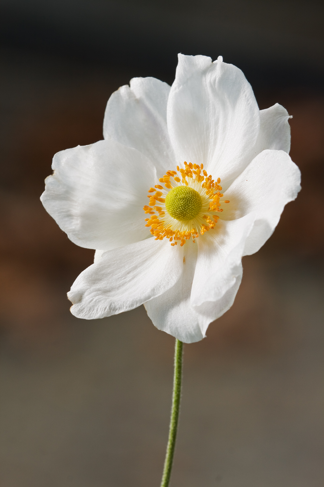 Japanese Anemone 'Pocahontas'