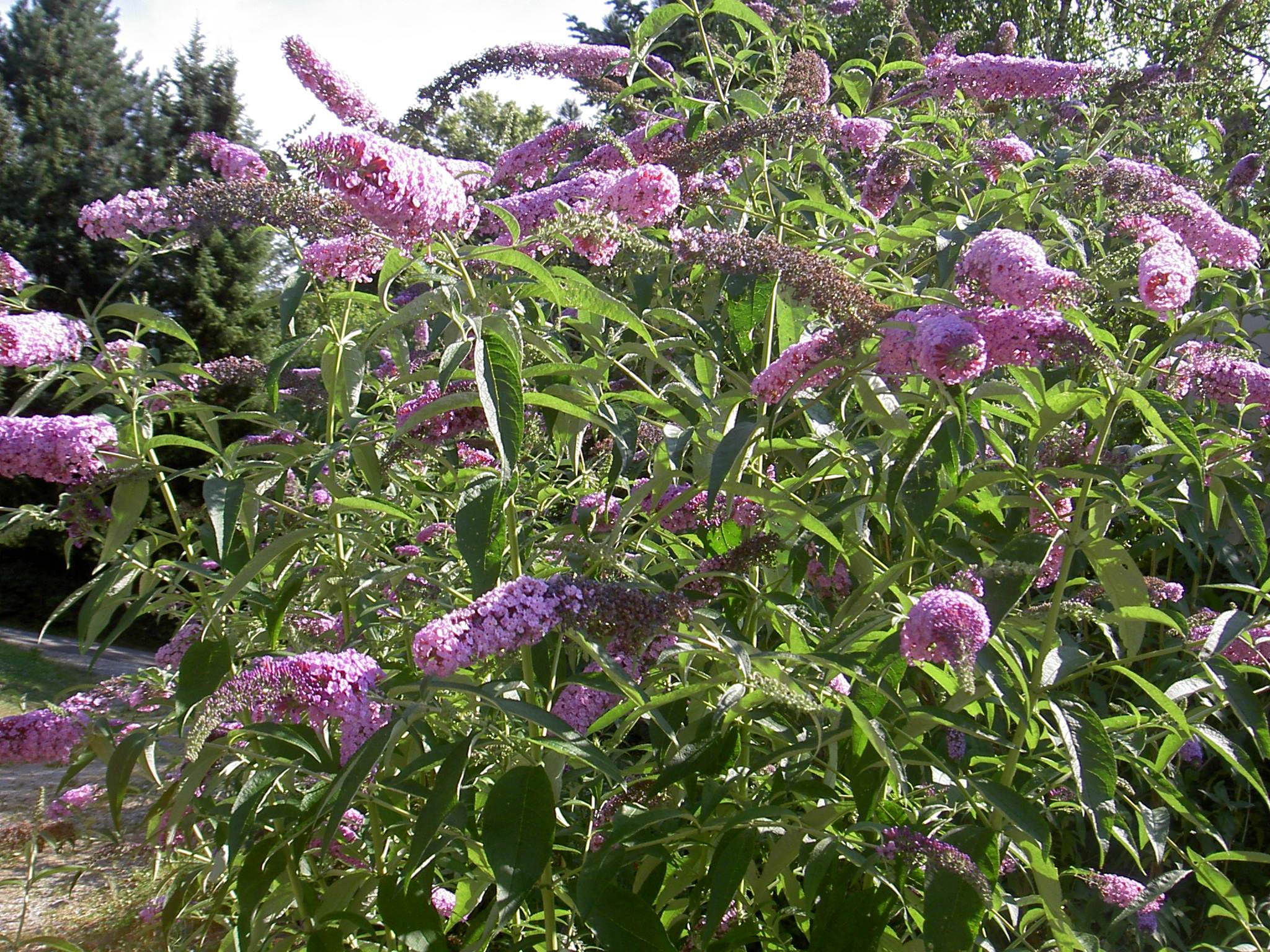 Black Knight Butterfly Bush