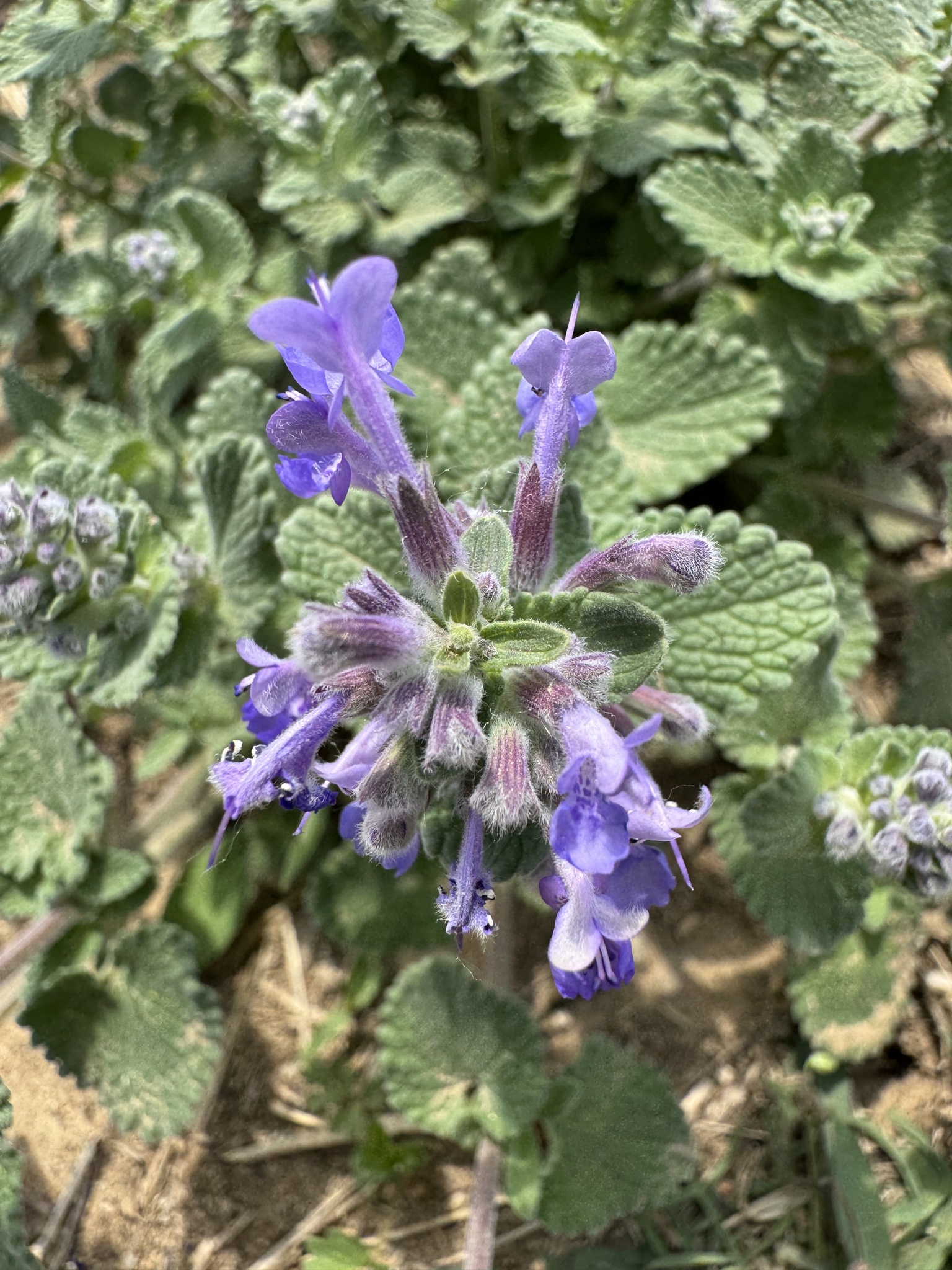 Cat's Meow Catmint