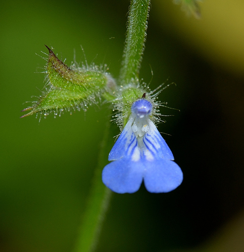 Wood Sage True 'Blue By You Portfolio'