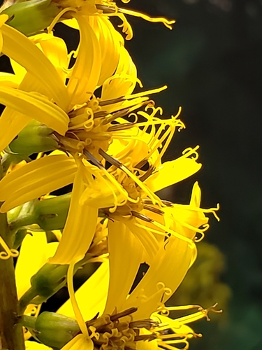 Leopard Plant
