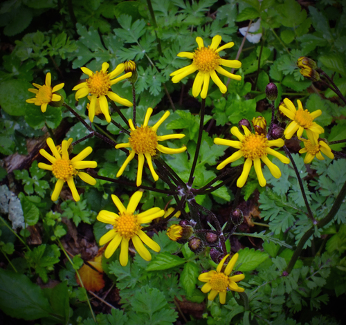 Golden Ragwort