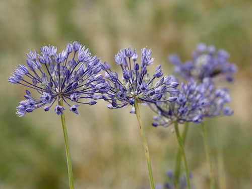 Ornamental Onion