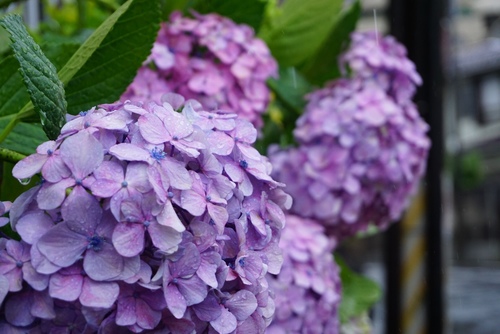 Big Leaf Hydrangea