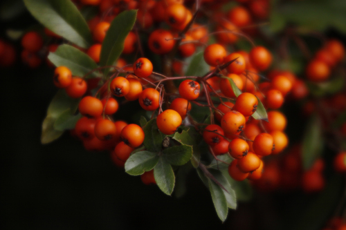 Firethorn