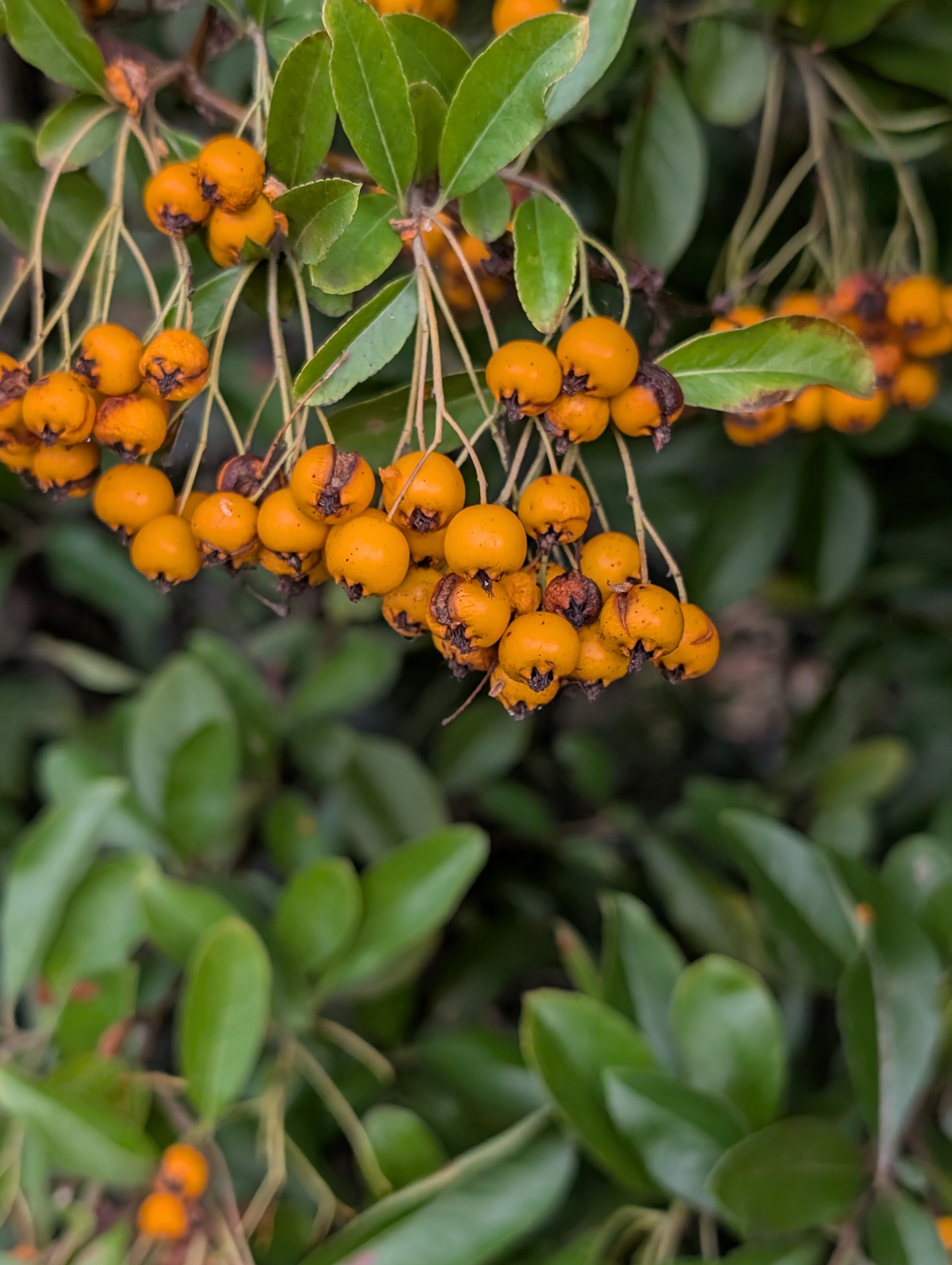 Firethorn
