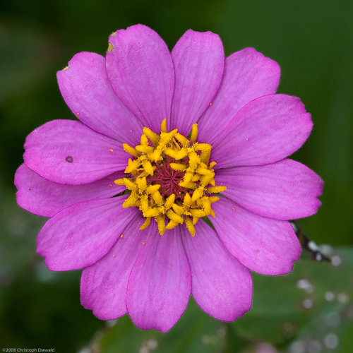Zinnia True