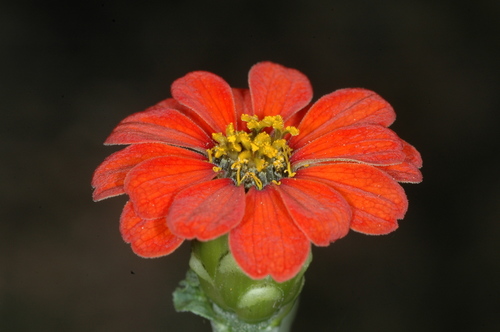 Zinnia True