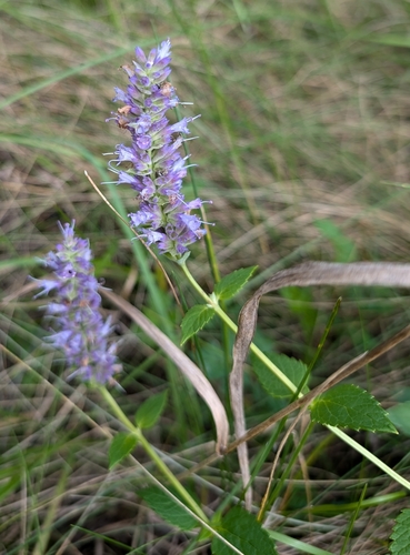 Anise Hyssop
