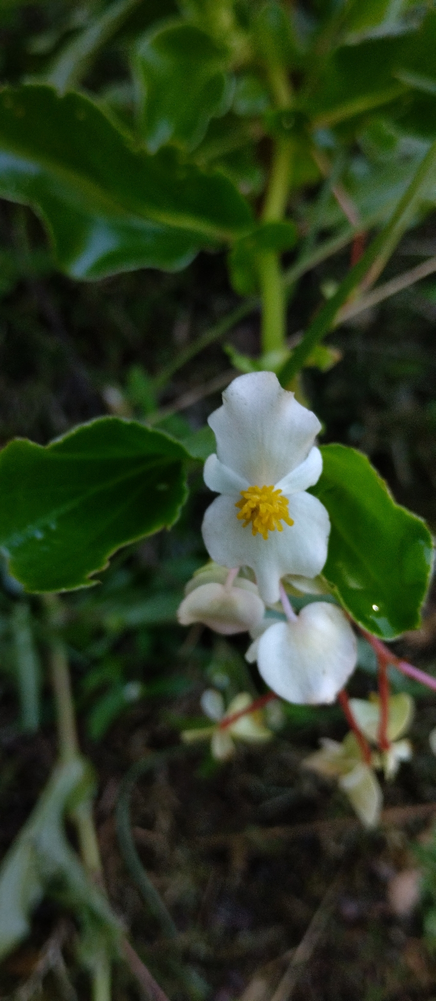 Wax Begonia