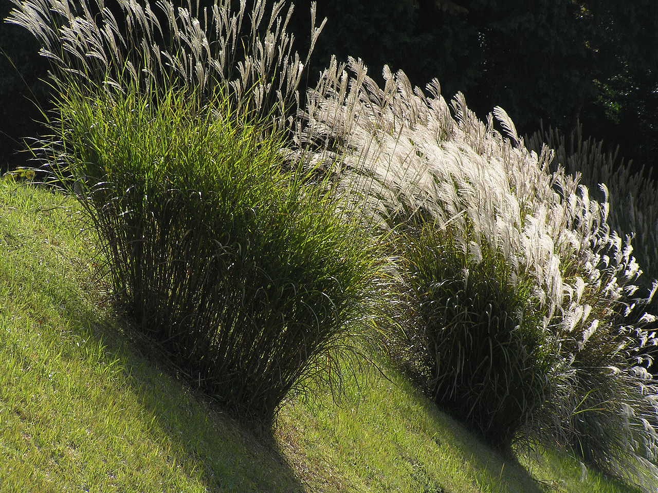 Maidengrass