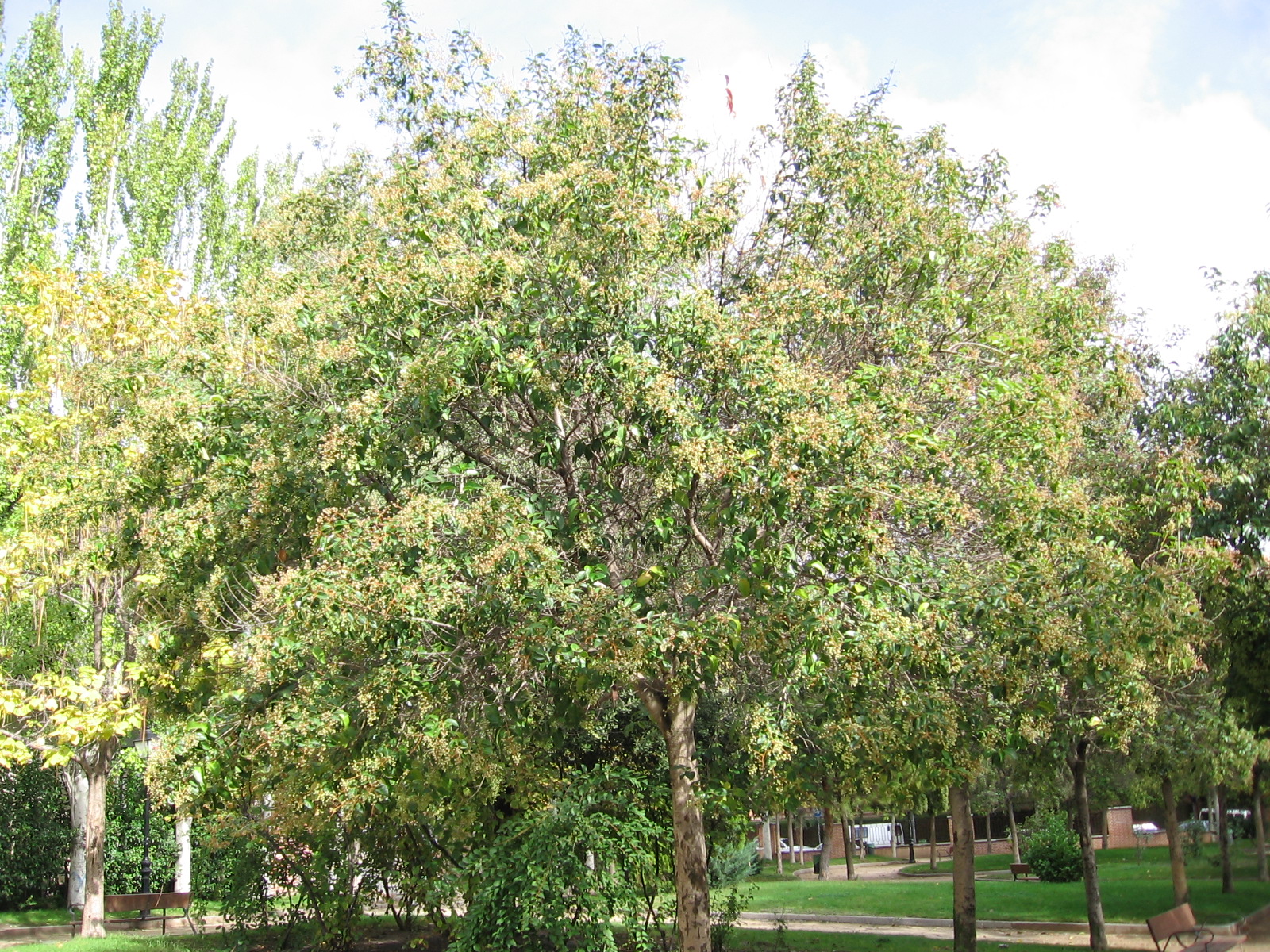 Japanese Waxleaf Privet