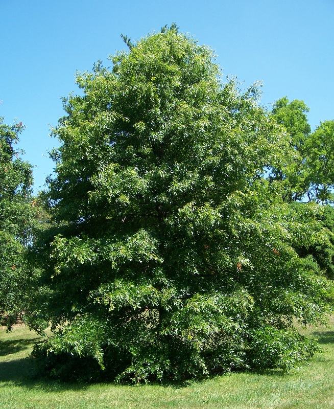 Green Pillar Pin Oak