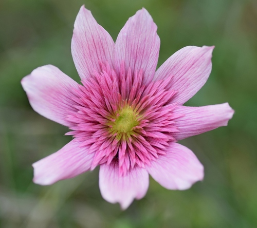 Japanese Anemone Robustissima