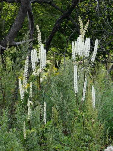 Black Negligee Bugbane