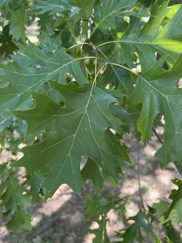 Shumard Oak