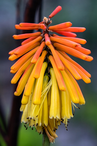 Red-hot Poker 'Glowstick'