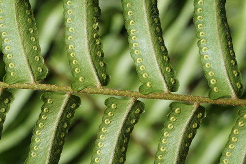 Giant Sword Fern