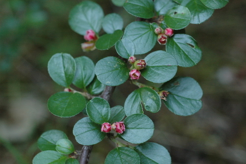 Cranberry Cotoneaster