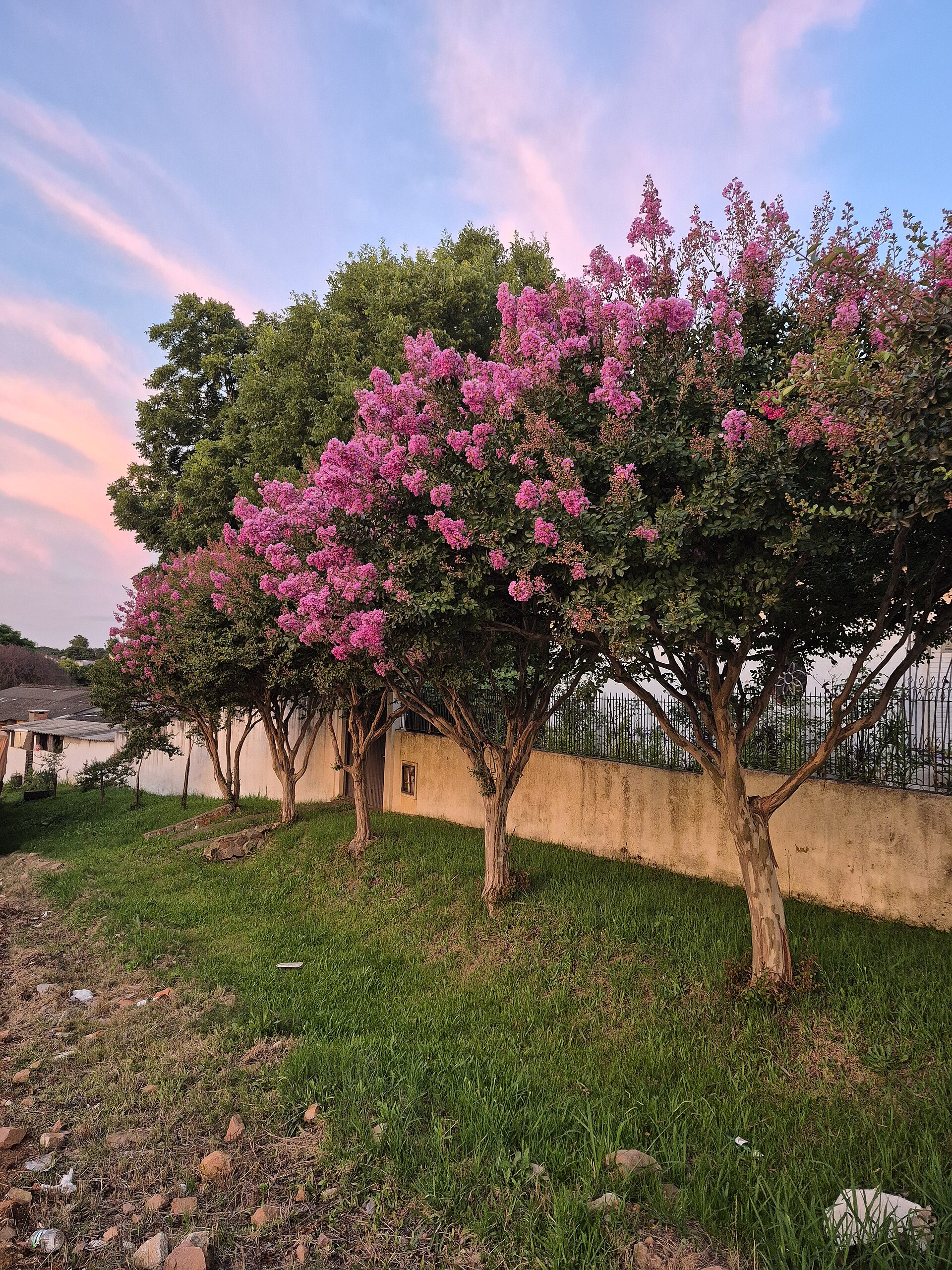 Crape Myrtle