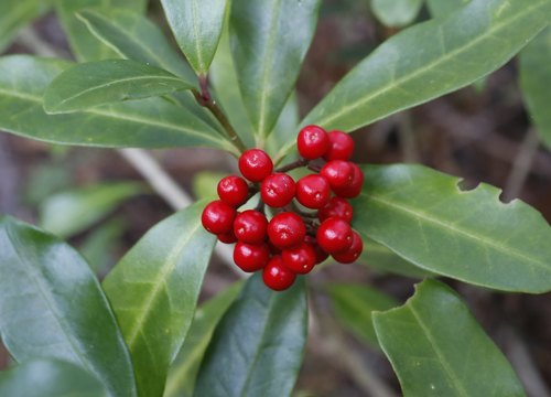 Female Skimmia