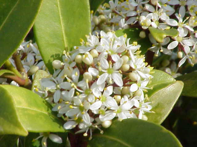 Female Skimmia