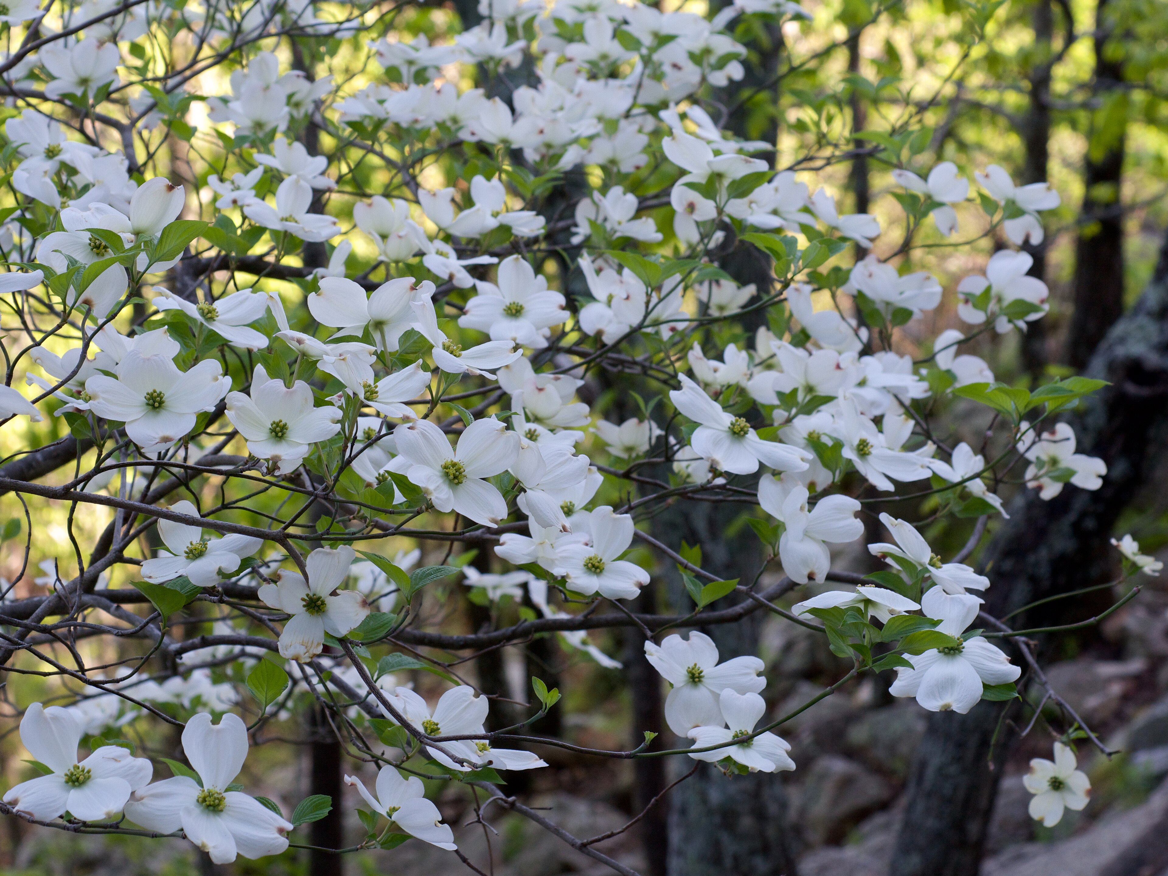 Dogwood