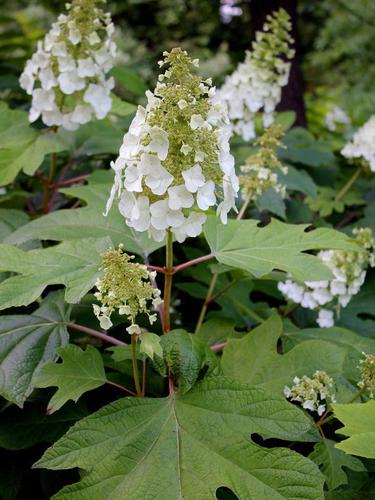 Oakleaf Hydrangea