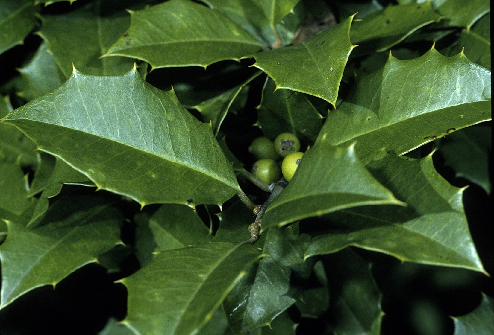 American Holly 'Grace'