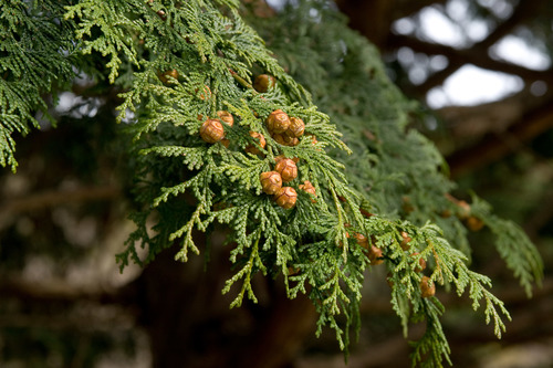 Golden Hinoki Cypress