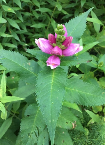 Pink Turtlehead