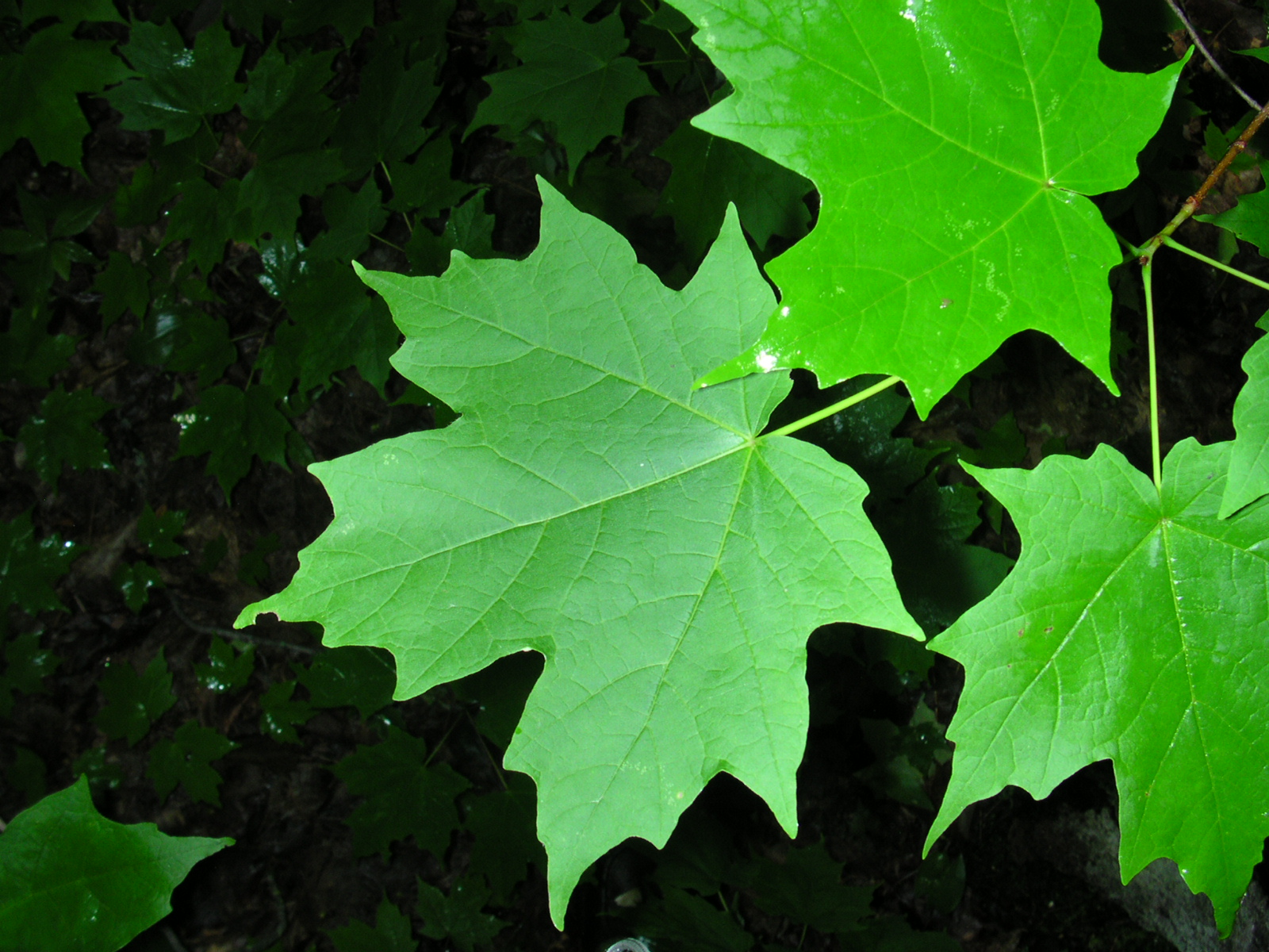 Green Mountain Sugar Maple