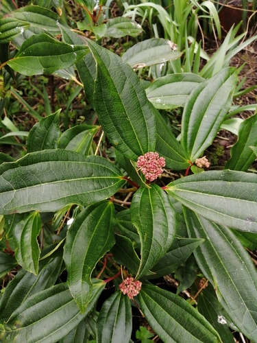David Viburnum