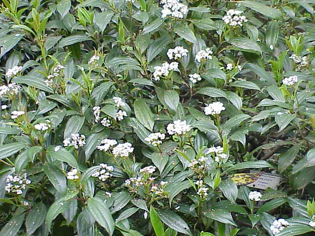 David Viburnum