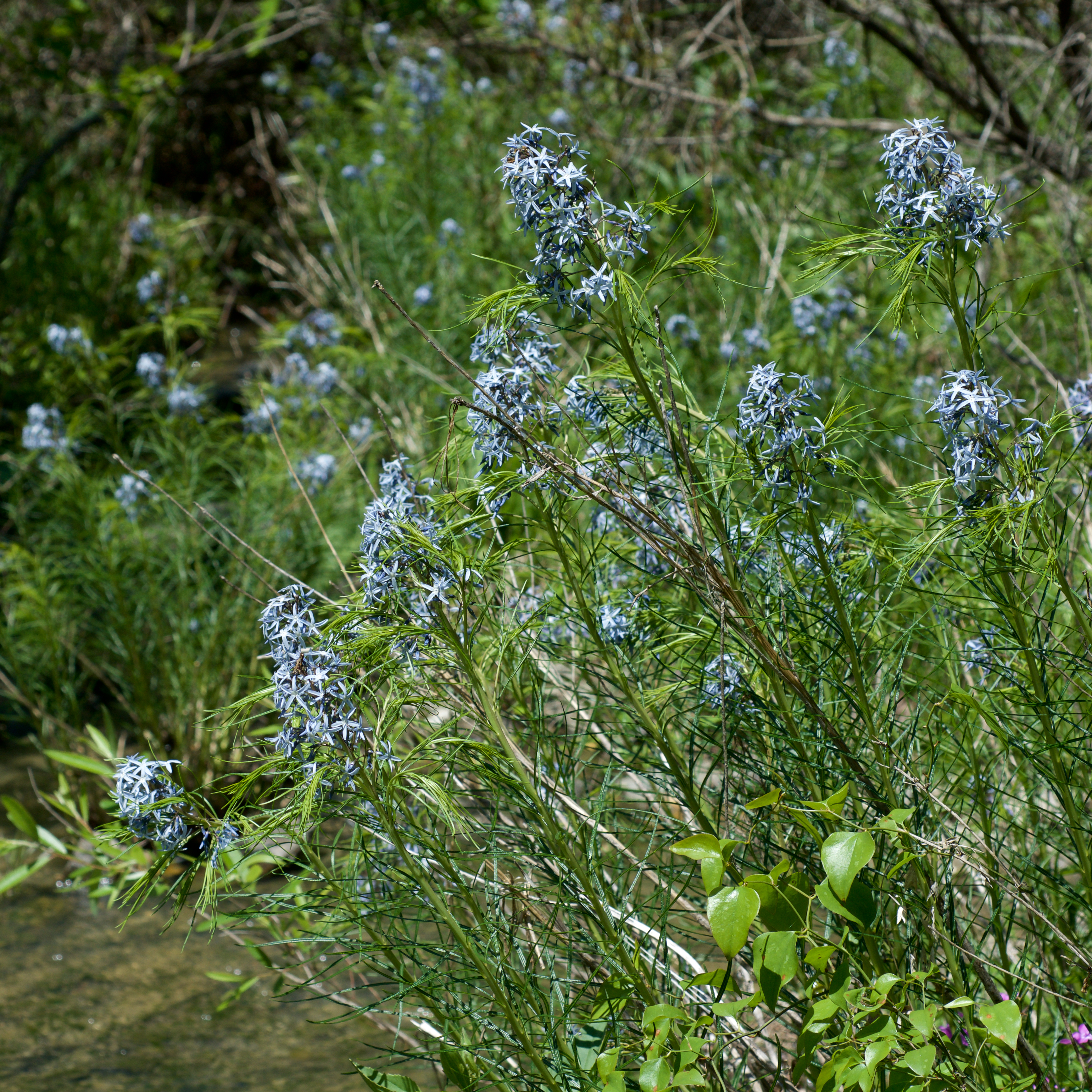 Amsonia Hubrichtii Butterscotch