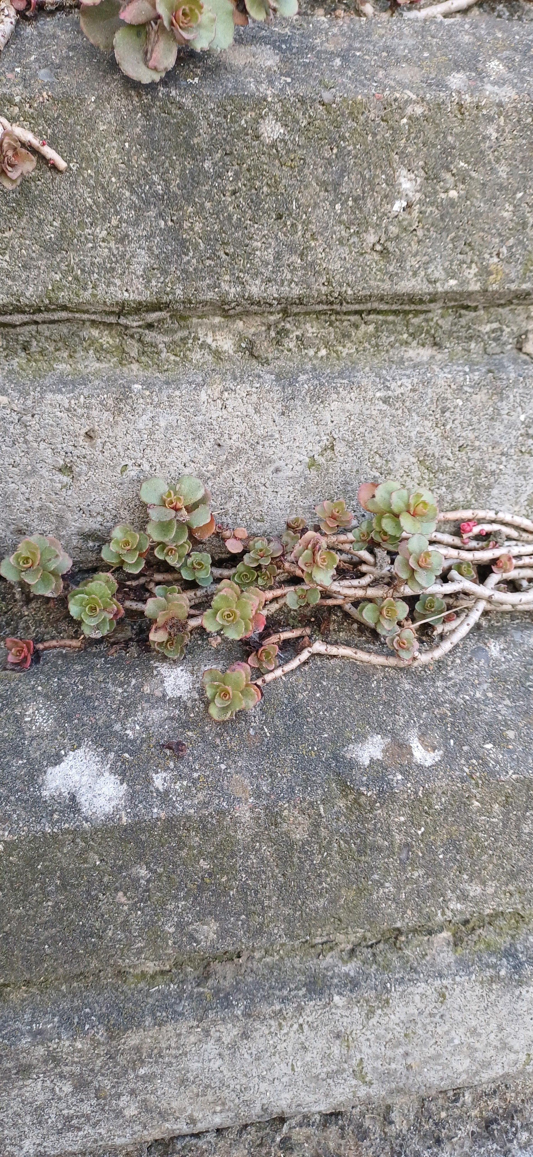 Creeping Stonecrop 'Dragon's Blood'
