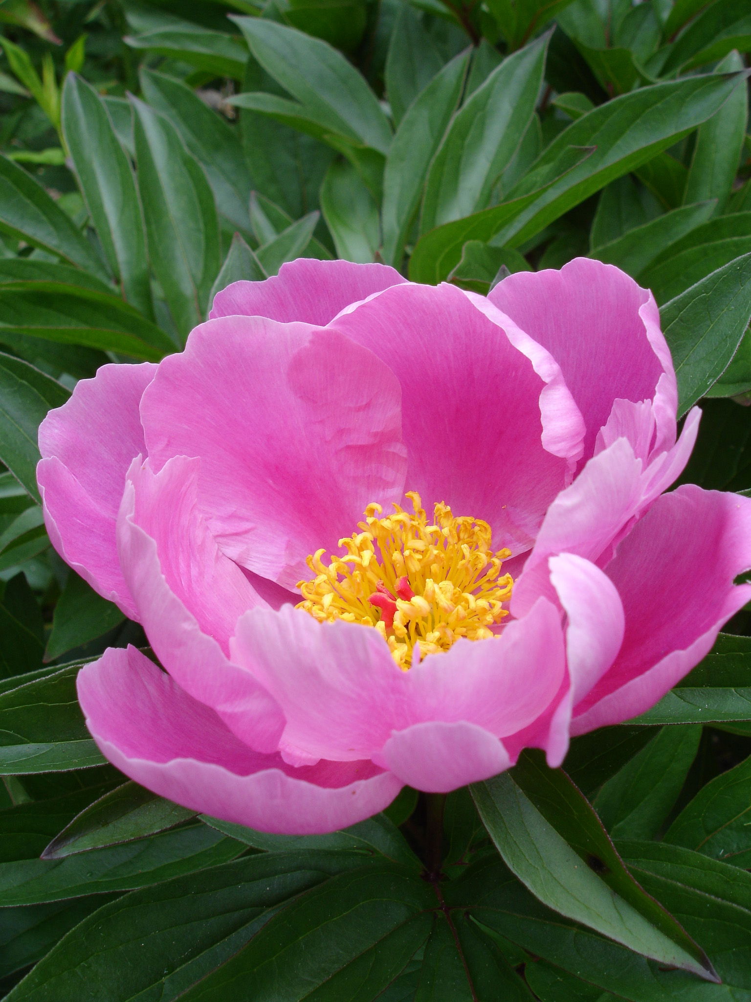 Peony 'Sorbet'